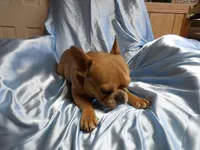 ❤️ Honey ❤️, a female French Bulldog for sale in Brooksville, FL – Photo 5 of 9