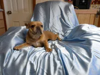 ❤️ Honey ❤️, a female French Bulldog for sale in Brooksville, FL – Photo 8 of 9