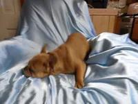 ❤️ Honey ❤️, a female French Bulldog for sale in Brooksville, FL – Photo 4 of 9