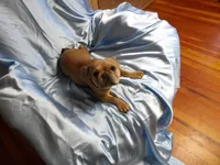 ❤️ Honey ❤️, a female French Bulldog for sale in Brooksville, FL – Photo 9 of 9