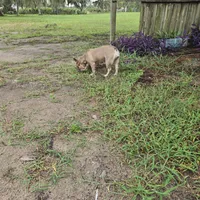 Shimi, a female French Bulldog for sale in Brooksville, FL – Photo 3 of 5