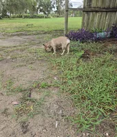 Shimi, a female French Bulldog for sale in Brooksville, FL – Photo 3 of 5