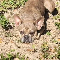 Shimi, a female French Bulldog for sale in Brooksville, FL – Photo 2 of 5