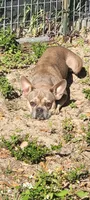 Shimi, a female French Bulldog for sale in Brooksville, FL – Photo 2 of 5