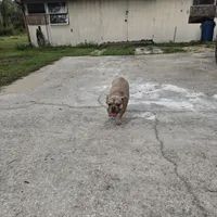 Shimi, a female French Bulldog for sale in Brooksville, FL – Photo 4 of 5