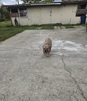 Shimi, a female French Bulldog for sale in Brooksville, FL – Photo 4 of 5