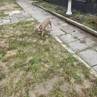 Shimi, a female French Bulldog for sale in Brooksville, FL – Photo 5 of 5