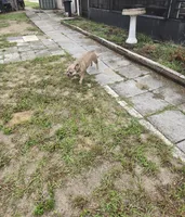 Shimi, a female French Bulldog for sale in Brooksville, FL – Photo 5 of 5