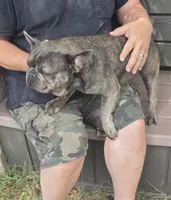 Emma, a female French Bulldog for sale in Brooksville, FL – 2 of 7