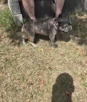 Emma, a female French Bulldog for sale in Brooksville, FL – 5 of 7