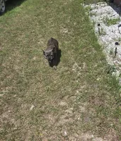 Emma, a female French Bulldog for sale in Brooksville, FL – 6 of 7