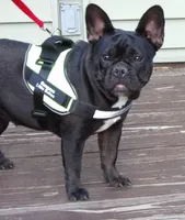 Abby, a female French Bulldog for sale in Brooksville, FL – 8 of 9