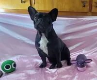 Abby, a female French Bulldog for sale in Brooksville, FL – 7 of 9