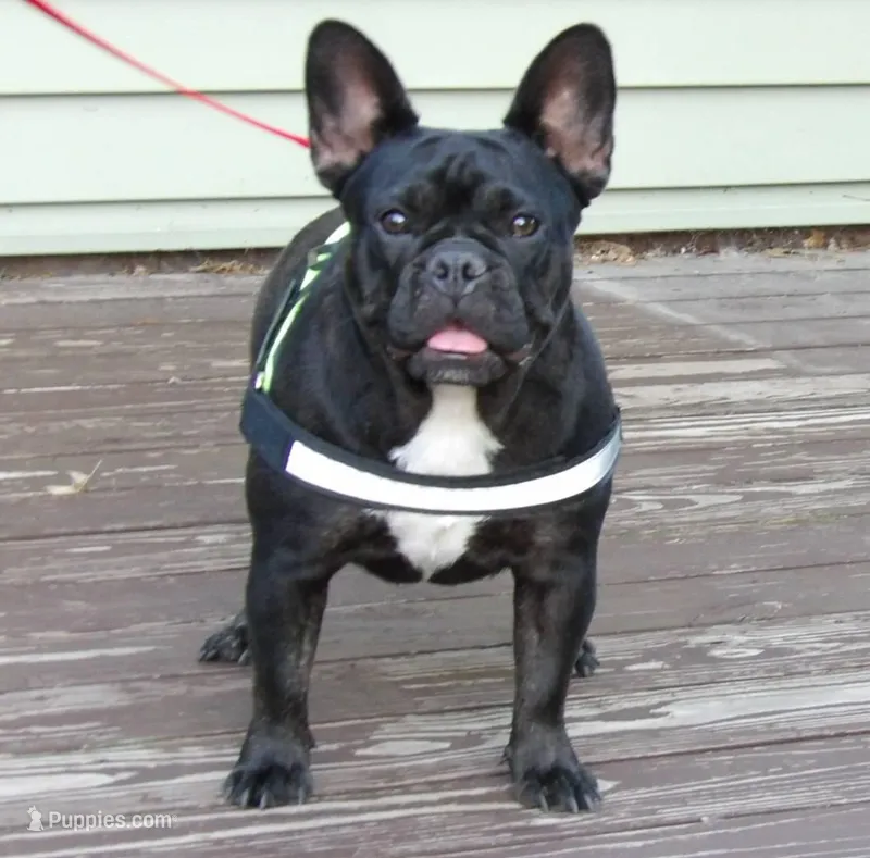 Abby – French Bulldog puppy for sale in Brooksville, FL