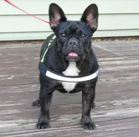 Abby, a female French Bulldog for sale in Brooksville, FL – 1 of 9