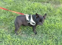 Abby, a female French Bulldog for sale in Brooksville, FL – 2 of 9