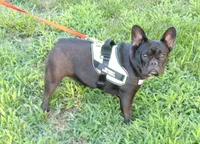 Abby, a female French Bulldog for sale in Brooksville, FL – 4 of 9