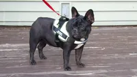 Abby, a female French Bulldog for sale in Brooksville, FL – 5 of 9
