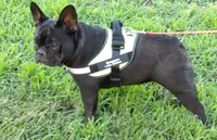 Abby, a female French Bulldog for sale in Brooksville, FL – 3 of 9