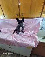 Abby, a female French Bulldog for sale in Brooksville, FL – 6 of 9