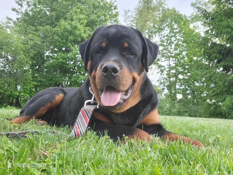 Timmy – Rottweiler puppy for sale in Geneva, NY