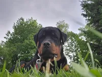 Timmy, a male Rottweiler for sale in Geneva, NY – 2 of 8