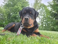 Timmy, a male Rottweiler for sale in Geneva, NY – 3 of 8