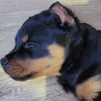 Timmy, a male Rottweiler for sale in Geneva, NY – Photo 3 of 6