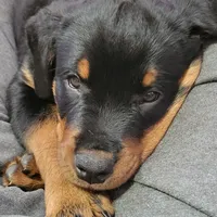 Timmy, a male Rottweiler for sale in Geneva, NY – Photo 2 of 6