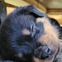 Timmy, a male Rottweiler for sale in Geneva, NY – Photo 4 of 6