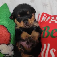 Timmy, a male Rottweiler for sale in Geneva, NY – Photo 5 of 6