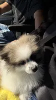 Luca, a male Pomeranian for sale in Watsonville, CA – 2 of 2