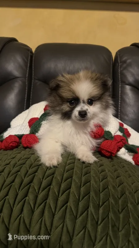 Luca – Pomeranian puppy for sale in Watsonville, CA