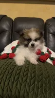 Luca, a male Pomeranian for sale in Watsonville, CA – 1 of 2