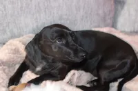 Gemma, a female Miniature Dachshund for sale in Richmond, KY – 2 of 4