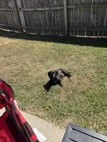 Gemma, a female Miniature Dachshund for sale in Richmond, KY – 4 of 4