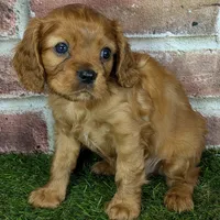 Red AKC registration, a male Cavalier King Charles Spaniel for sale in Clark, MO – Photo 6 of 10