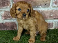 processed/48a5719f-500e-44b6-9f17-814718151d99/listing/00ba670e-7901-4037-85f3-dbae2a6223b3/3a8a76f6-207d-4c95-a6cf-a2c18a55648d