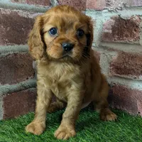 Red AKC registration, a male Cavalier King Charles Spaniel for sale in Clark, MO – Photo 5 of 10