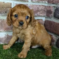 Red AKC registration, a male Cavalier King Charles Spaniel for sale in Clark, MO – Photo 7 of 10