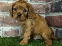 processed/48a5719f-500e-44b6-9f17-814718151d99/listing/00ba670e-7901-4037-85f3-dbae2a6223b3/8a3170ae-35f5-4f91-88c5-5b3a50aab0aa