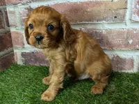 processed/48a5719f-500e-44b6-9f17-814718151d99/listing/00ba670e-7901-4037-85f3-dbae2a6223b3/9f9a14ff-eff7-45be-9556-097abdf95867