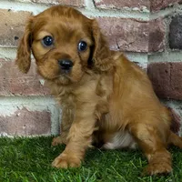 Red AKC registration, a male Cavalier King Charles Spaniel for sale in Clark, MO – Photo 10 of 10