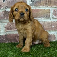 Red AKC registration, a male Cavalier King Charles Spaniel for sale in Clark, MO – Photo 8 of 10