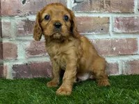 processed/48a5719f-500e-44b6-9f17-814718151d99/listing/00ba670e-7901-4037-85f3-dbae2a6223b3/cfab0220-cd62-4dd7-a87c-90c1f843e96e