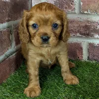 Red AKC registration, a male Cavalier King Charles Spaniel for sale in Clark, MO – Photo 3 of 10