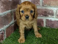 processed/48a5719f-500e-44b6-9f17-814718151d99/listing/00ba670e-7901-4037-85f3-dbae2a6223b3/d01839fd-d9cb-4059-ac8d-889d490df84a