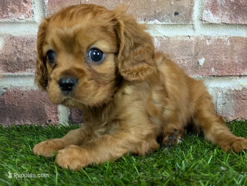 Red AKC registration