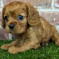 Red AKC registration, a male Cavalier King Charles Spaniel for sale in Clark, MO – Photo 1 of 10