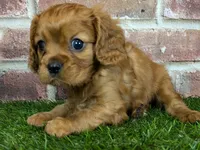 processed/48a5719f-500e-44b6-9f17-814718151d99/listing/00ba670e-7901-4037-85f3-dbae2a6223b3/dd04c280-66dd-4385-979a-a84beabd636f